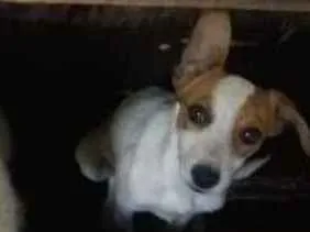 Cachorro raça Poodle misturado idade 2 a 6 meses nome Sem nome