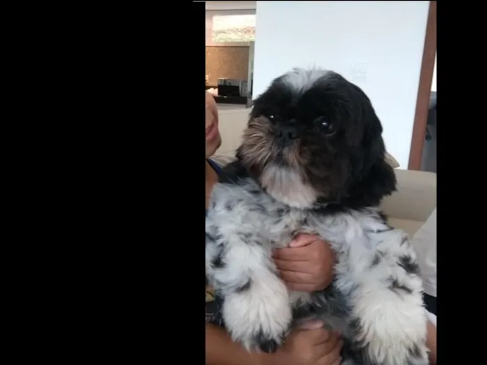 Cachorro raça Shitzu idade 2 anos nome Fred