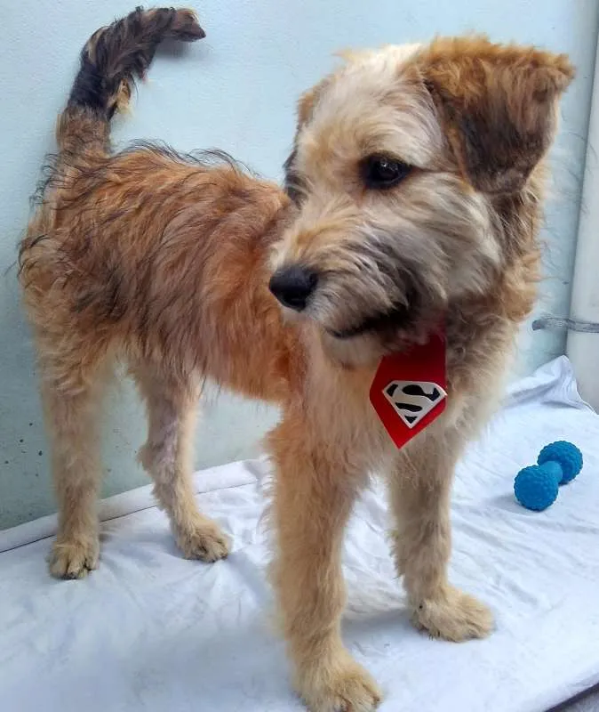 Cachorro ra a SRD idade 2 a 6 meses nome Sem Nome