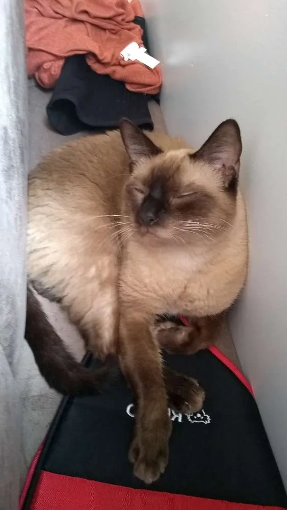 Gato ra a Siamês idade 3 anos nome Bebê