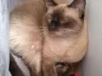 Bebê