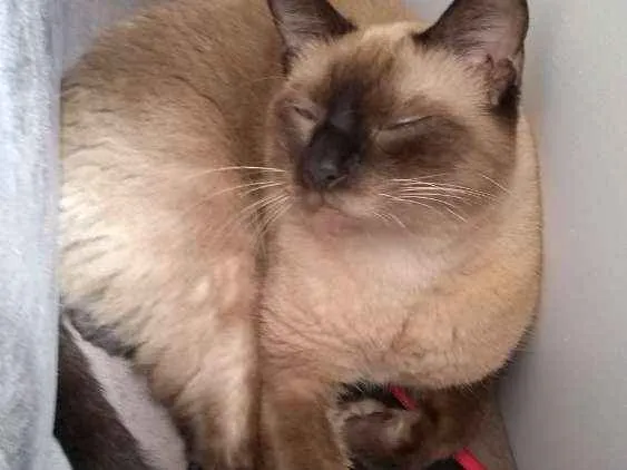 Gato ra a Siamês idade 3 anos nome Bebê