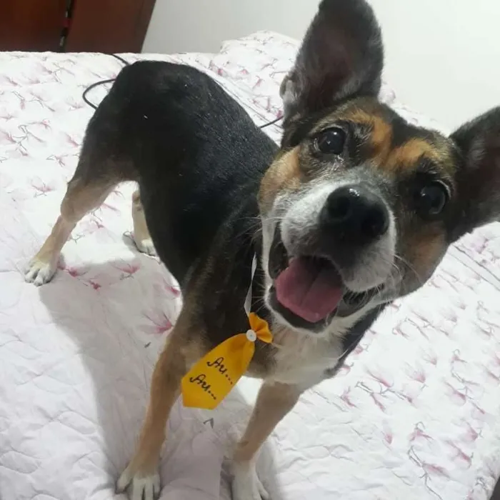 Cachorro raça Vira lata idade 6 ou mais anos nome Barthô