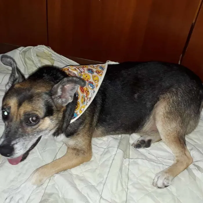 Cachorro raça Vira lata idade 6 ou mais anos nome Barthô