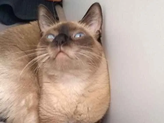 Gato ra a Siamês idade 3 anos nome Bebê