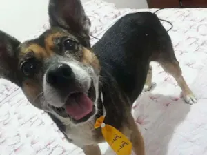 Cachorro raça Vira lata idade 6 ou mais anos nome Barthô