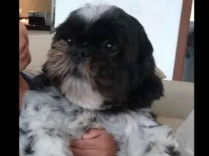 Cachorro raça Shitzu idade 2 anos nome Fred