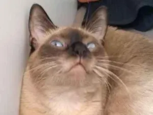Gato raça Siamês idade 3 anos nome Bebê