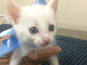 Gato raça SRD idade 2 a 6 meses nome Gatinhos