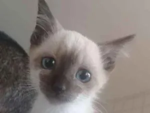 Gato raça Mistura de raça  idade 2 a 6 meses nome Ainda não tem