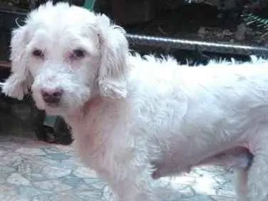 Cachorro ra a Poodle idade 6 ou mais anos nome Princesa