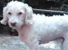 Cachorro raça Poodle idade 6 ou mais anos nome Princesa