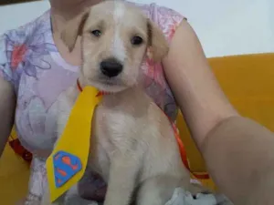 Cachorro raça Vira Lata idade Abaixo de 2 meses nome Pipoca