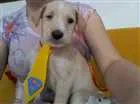 Cachorro raça Vira Lata idade Abaixo de 2 meses nome Pipoca