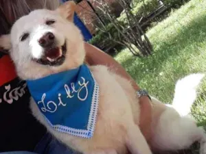 Cachorro raça SRD idade 5 anos nome LILLY