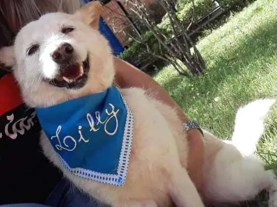 Cachorro ra a SRD idade 5 anos nome LILLY