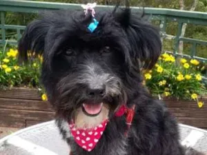 Cachorro raça SRD idade 1 ano nome DUDA