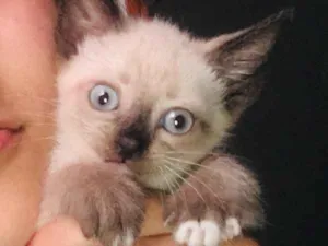 Gato raça  idade Abaixo de 2 meses nome Catarina 