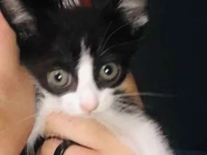Gato raça  idade Abaixo de 2 meses nome Frederico 