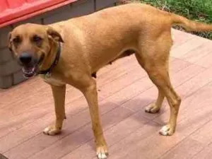 Cachorro raça Vira-lata idade 2 a 6 meses nome SEM NOME