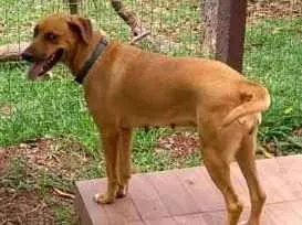 Cachorro ra a VIRA-LATA idade 5 anos nome BIBI