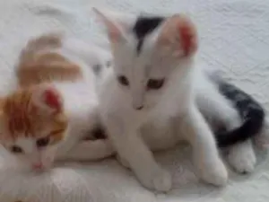 Gato raça VIRA LATA idade 2 a 6 meses nome SEM NOME