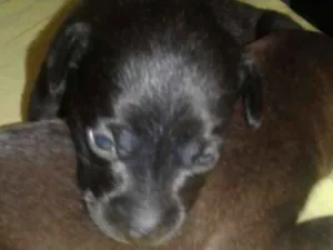 Cachorro raça vira lata idade Abaixo de 2 meses nome não tem nome por enq