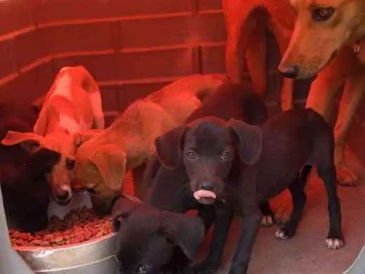 Cachorro ra a PREDOMINÂNCIA DE VIRA-LATA idade 2 a 6 meses nome SEM NOME
