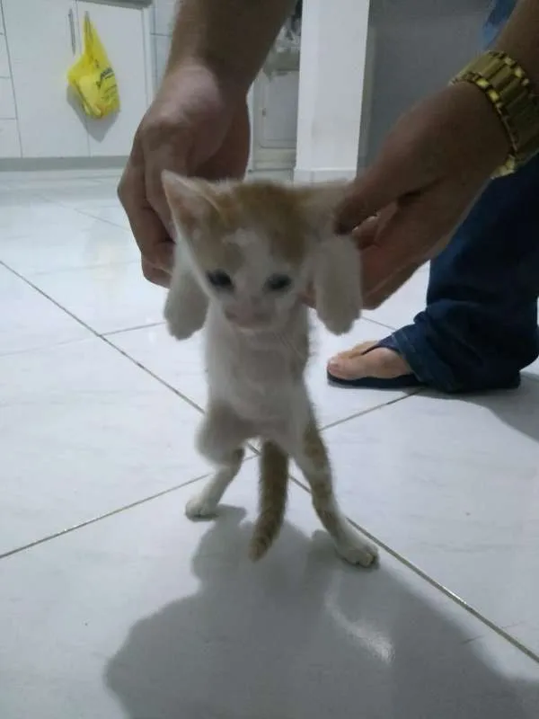 Gato raça SRD idade 2 a 6 meses nome Sem nome