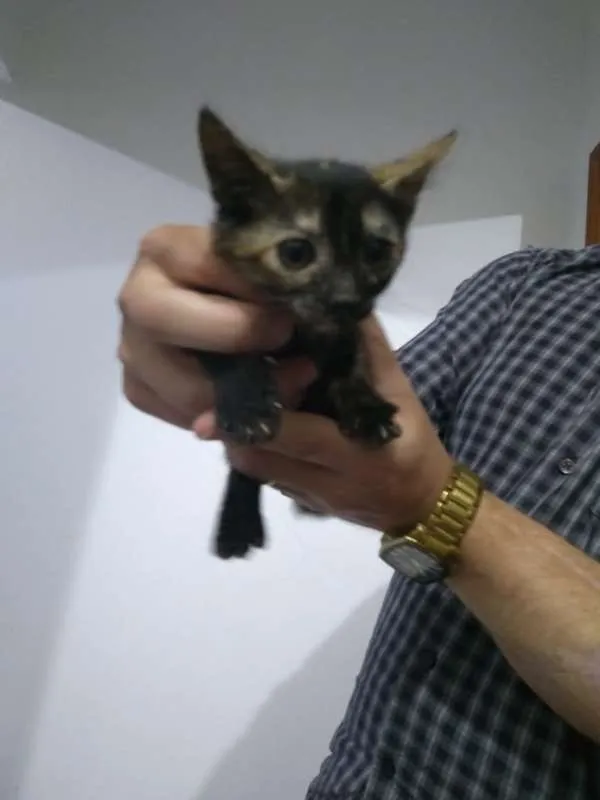 Gato raça SRD idade 2 a 6 meses nome Sem nome