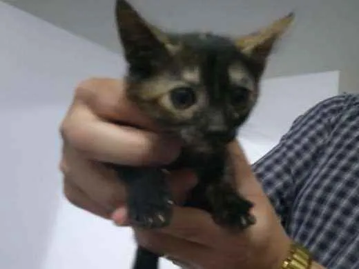 Gato raça SRD idade 2 a 6 meses nome Sem nome