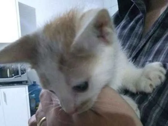 Gato raça SRD idade 2 a 6 meses nome Sem nome