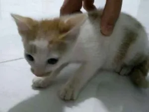 Gato raça SRD idade 2 a 6 meses nome Sem nome
