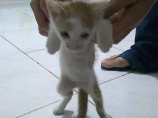 Gato raça SRD idade 2 a 6 meses nome Sem nome