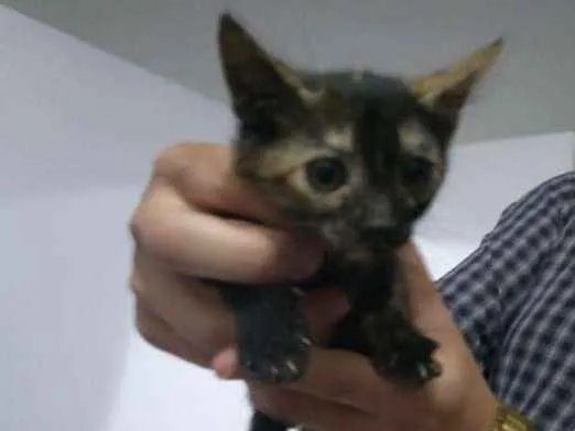 Gato raça SRD idade 2 a 6 meses nome Sem nome