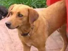 Cachorro ra a PREDOMINÂNCIA DE VIRA-LATA idade 2 a 6 meses nome SEM NOME