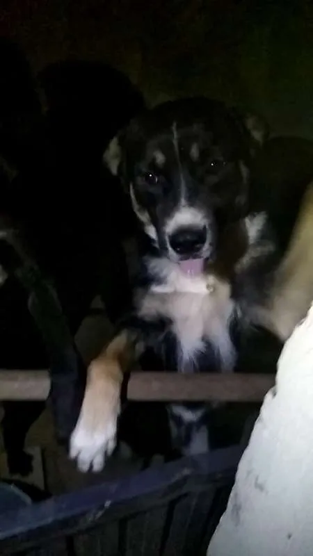Cachorro ra a Não Definida idade 1 ano nome Neguinho