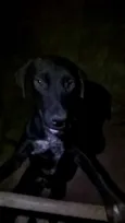Neguinho