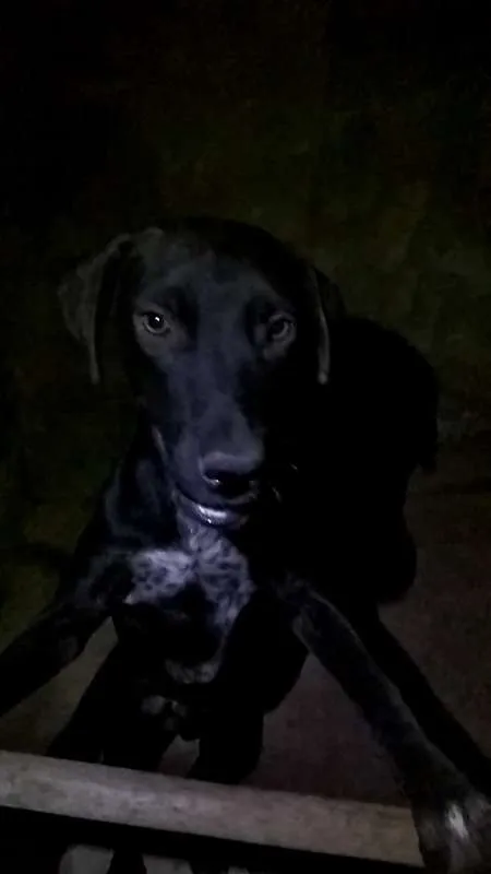 Cachorro ra a Não Definida idade 1 ano nome Neguinho