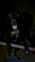 Neguinho