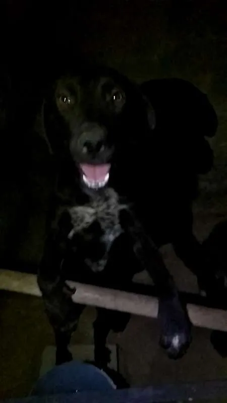 Cachorro ra a Não Definida idade 1 ano nome Neguinho