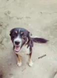 Neguinho