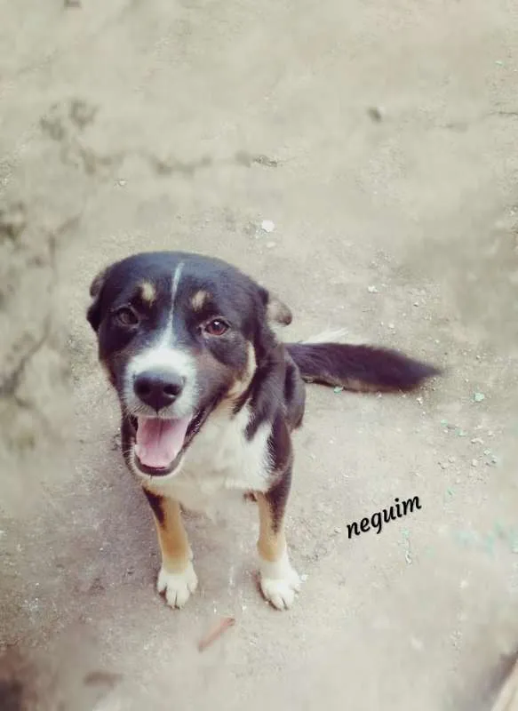 Cachorro ra a Não Definida idade 1 ano nome Neguinho