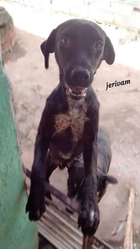 Cachorro ra a Não Definida idade 1 ano nome Neguinho