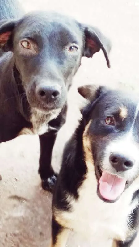 Cachorro ra a Não Definida idade 1 ano nome Neguinho