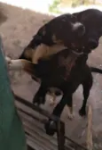 Neguinho