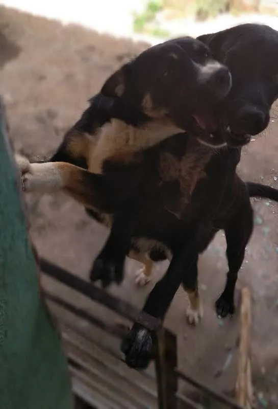 Cachorro ra a Não Definida idade 1 ano nome Neguinho