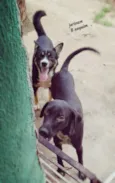 Neguinho