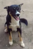 Neguinho