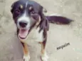 Neguinho